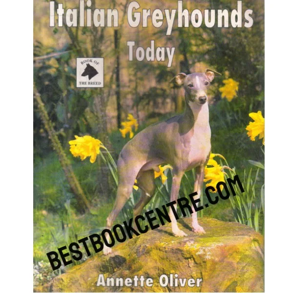 Italian Greyhounds Today